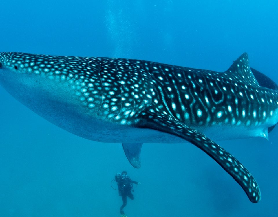 Oslob Cebu Whale shark