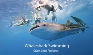 Cebu Oslob Tour - Cebu Whaleshark Tour