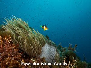 Pescador Island reef and corals