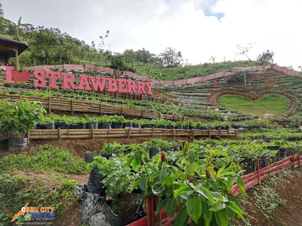 Cebu Strawberry Plantation