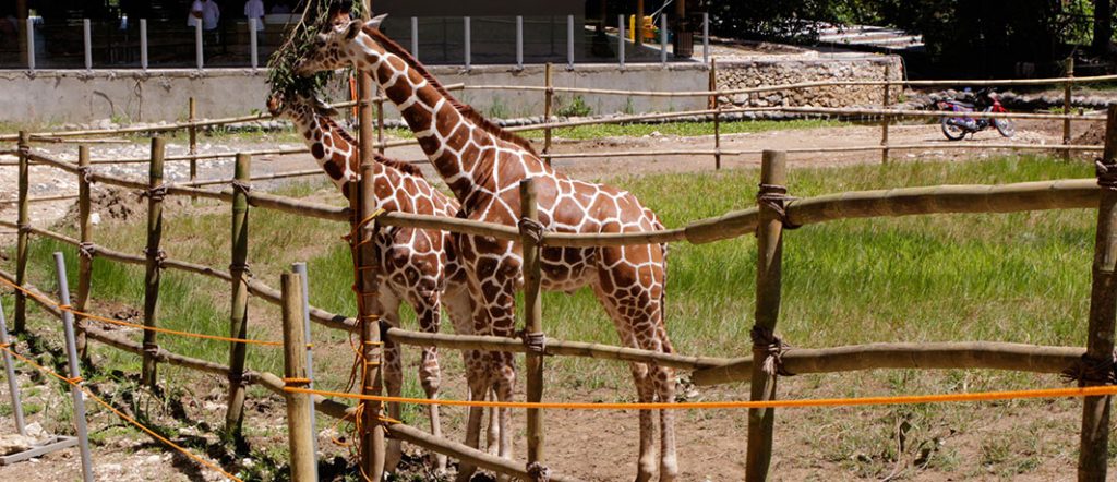 cebu safari giraffe