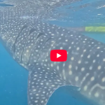 CCT Travel Video