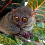 Bohol Tarsier